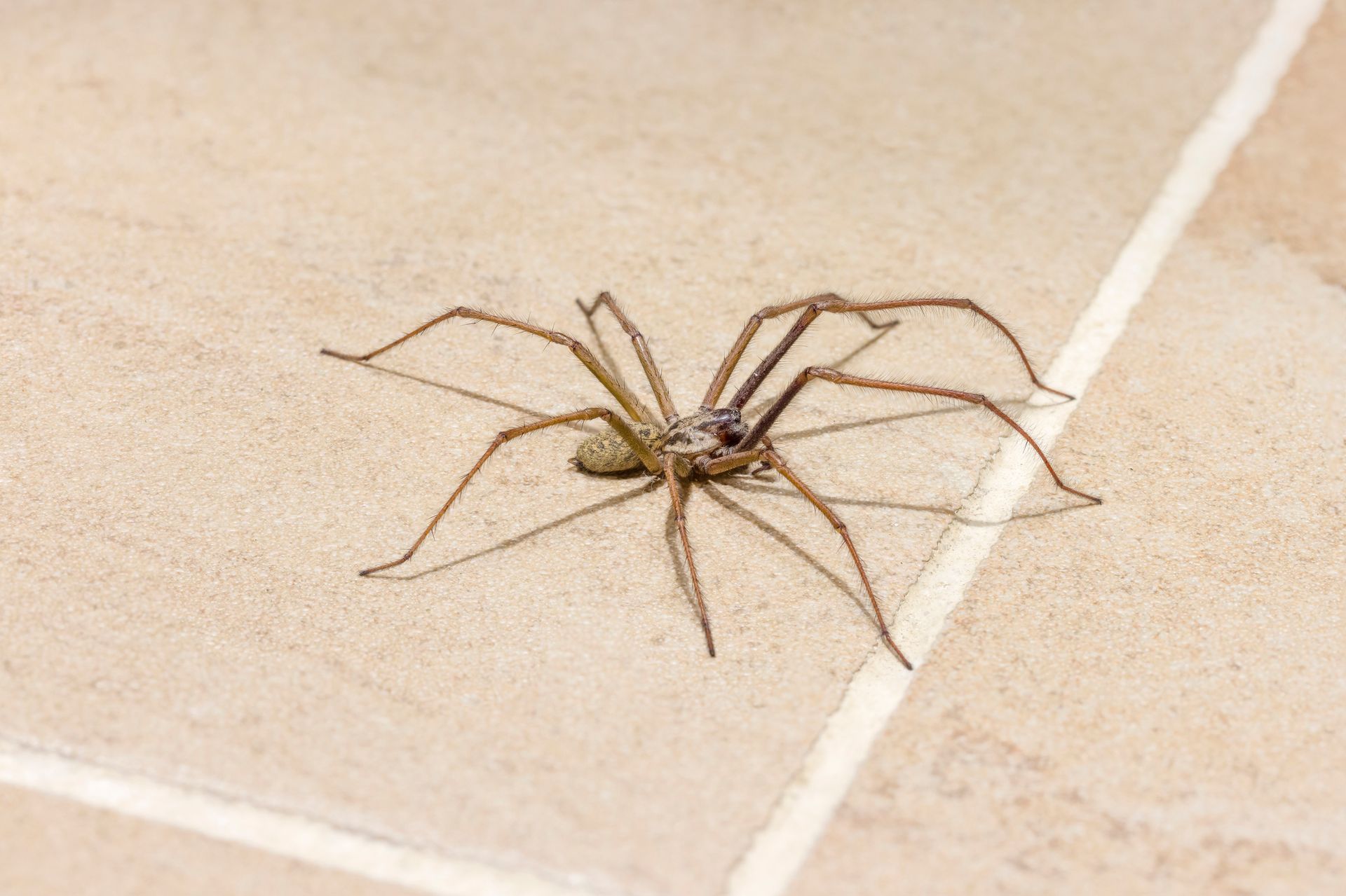 Large brown spider on a light tiled floor