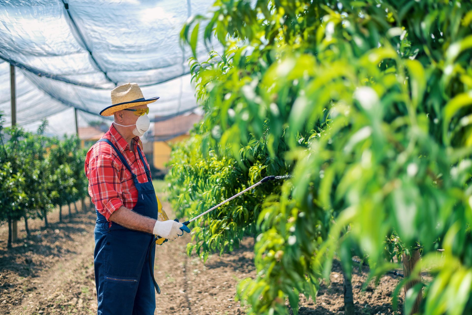 Farmer in hat and gloves spraying crops in a greenhouse rows of green plants