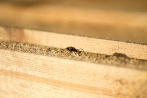 Small ant crawling along the edge of a wooden plank in warm light