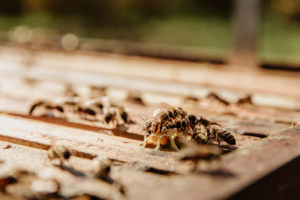 Bees clustered on a wooden honeycomb frame outdoors in warm sunlight
