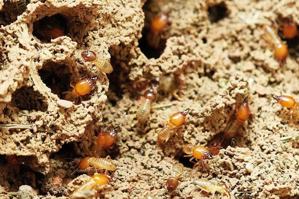 Ants crawling over a sandy anthill with orange larvae visible in the nest openings