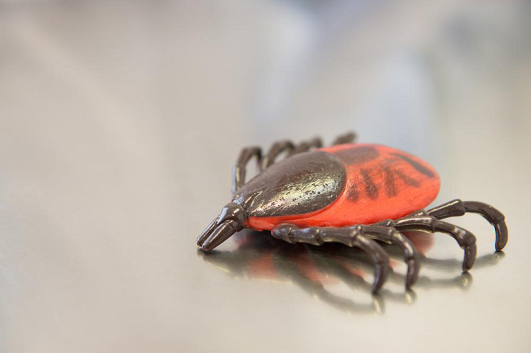 Close-up of a red and black beetle on a light surface