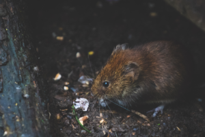Small brown rat sniffing food scraps in a dark corner beside a wall