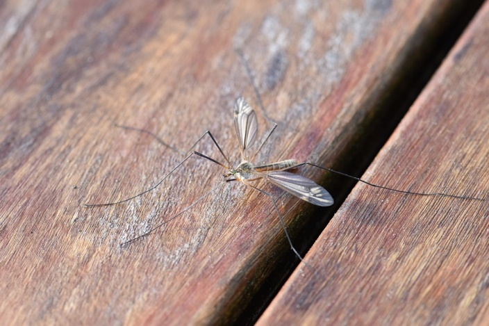Small winged insect resting on a weathered wooden surface