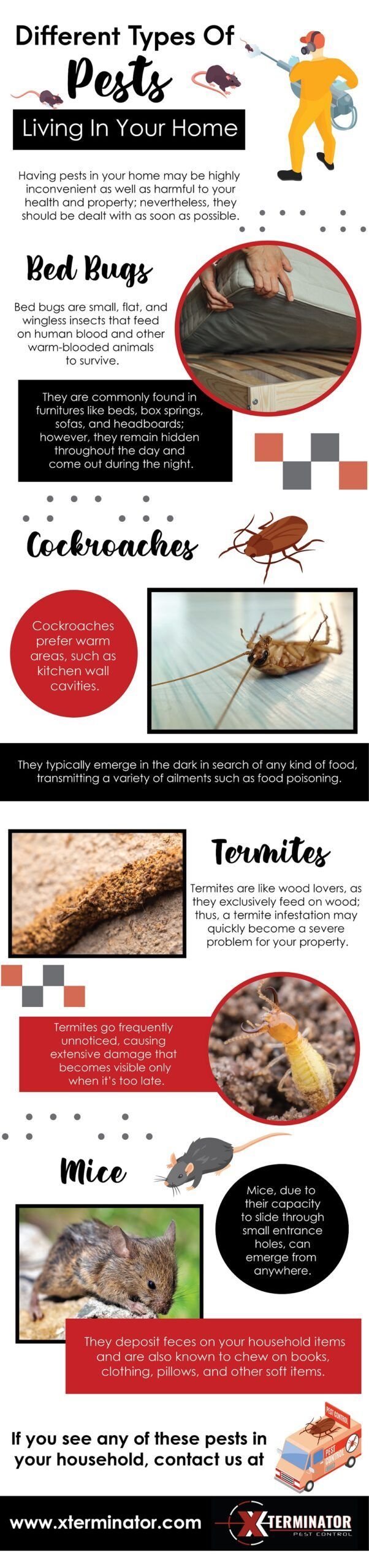 Infographic of Brazilian pet recipes with step-by-step photos, ingredients, and red-and-black text panels