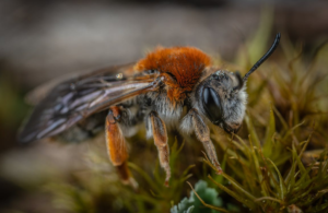 Close-up of a fuzzy orange-and-black bee on moss, with blurred background