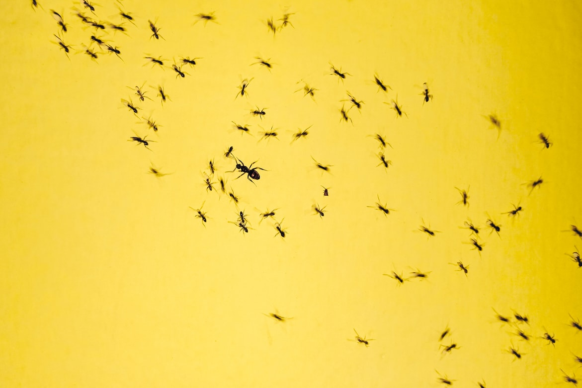 Small black birds scattered across a bright yellow sky.