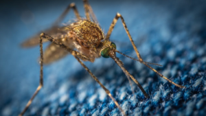 Mosquito standing on blue fabric, close-up with shallow depth of field