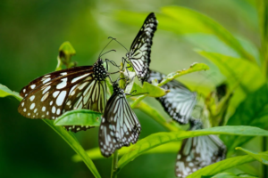 Several butterflies with black, white, and brown wings clustered on bright green leaves
