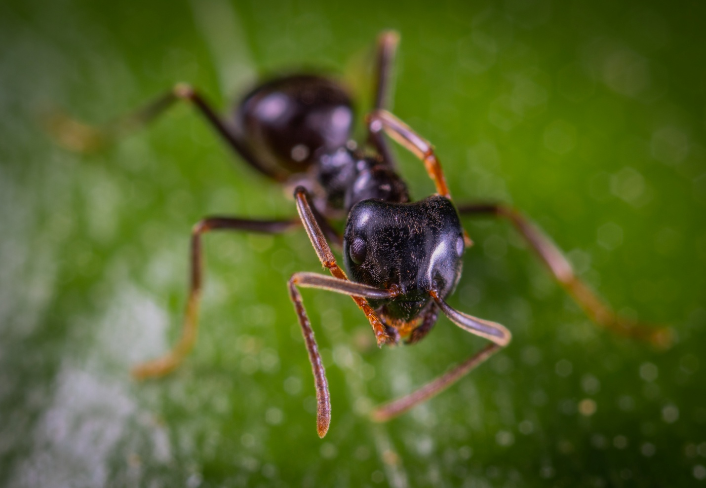 Close-up of a black ant on green foliage, with a blurred natural background.