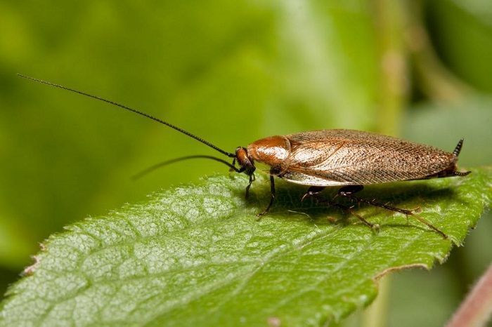 Brown cockroach on a green leaf with long antennae