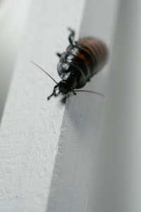 Large black beetle with orange stripes crawling on a white vertical surface.