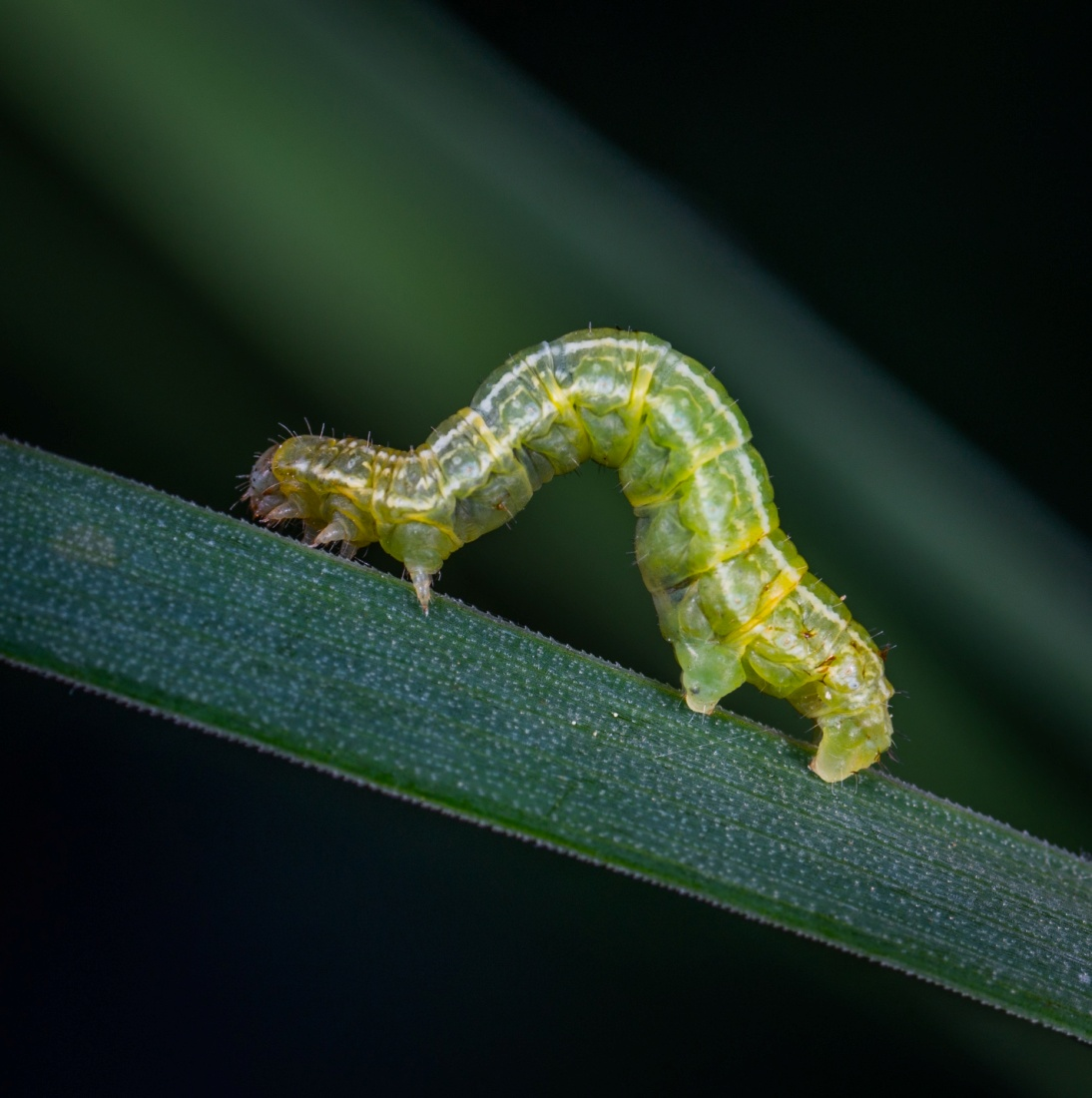 Green inchworm on a blade of grass against a blurred dark background