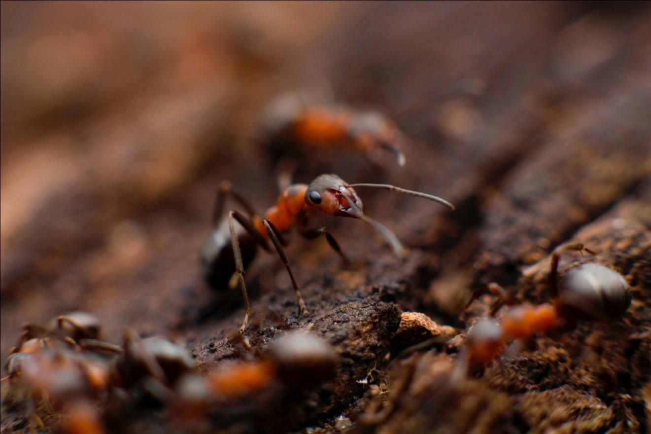 Close-up of red ants crawling on dark soil and wood chips, with one ant in sharp focus.