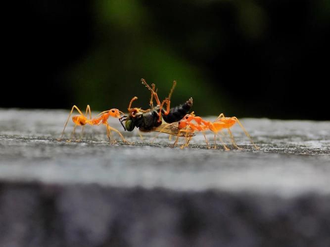 Orange ants carrying a dark insect across a gray surface