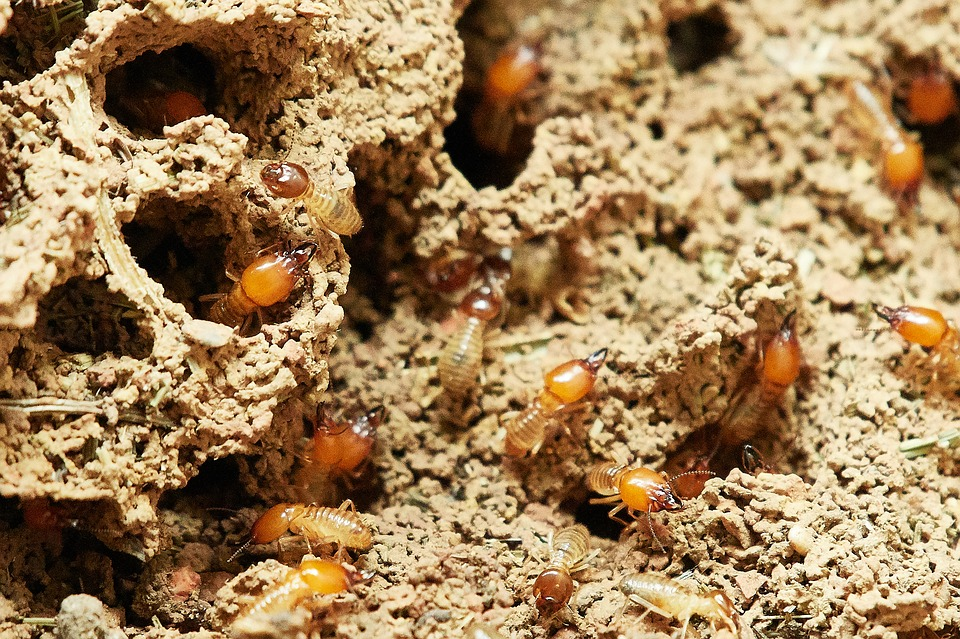 Many small orange ants clustered on sandy soil around a nest entrance.