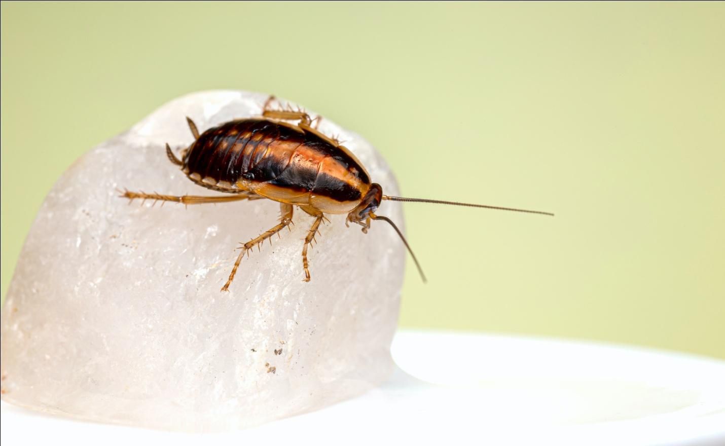 Cockroach on a white ice cube against a pale green background