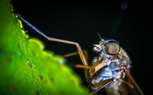 Close-up of a fly on a bright green leaf against a dark background.
