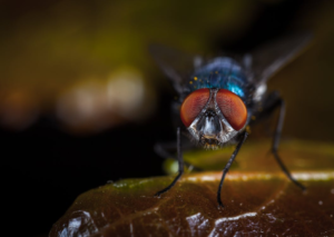Close-up of a fly with red eyes on a dark, glossy surface
