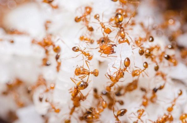 Cluster of orange ants crawling over a white textured surface