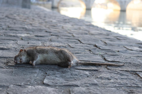 Rat lying on a stone pavement near a blurred waterfront