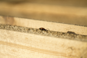 Small ant crawling on a wooden plank near a crevice