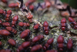 Cluster of red beetles crawling over damp moss and leaves