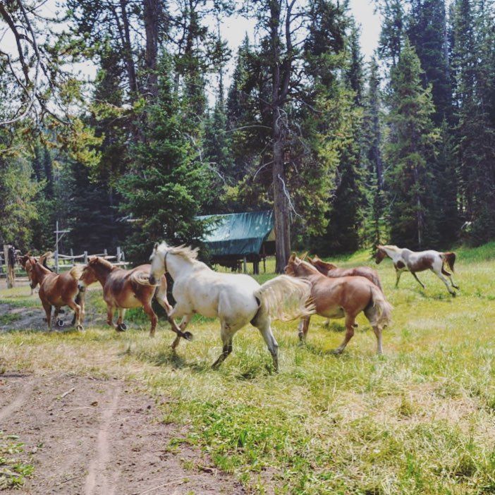 A herd of horses are running in a grassy field