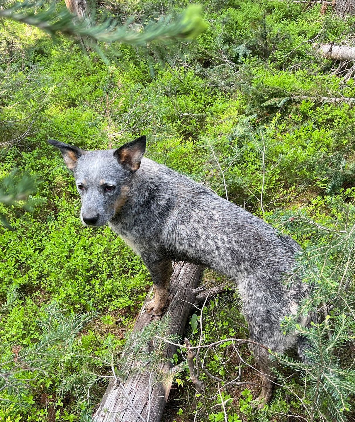 A dog is standing on a tree branch in the woods.