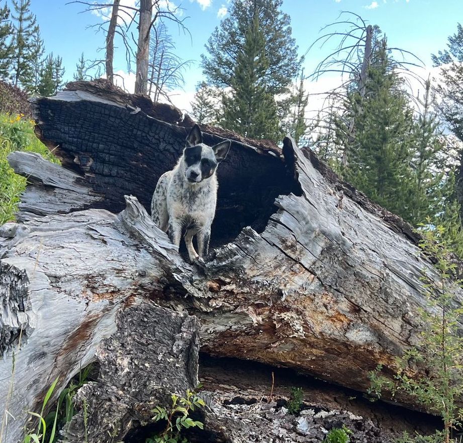 A black and white dog is standing on a log in the woods
