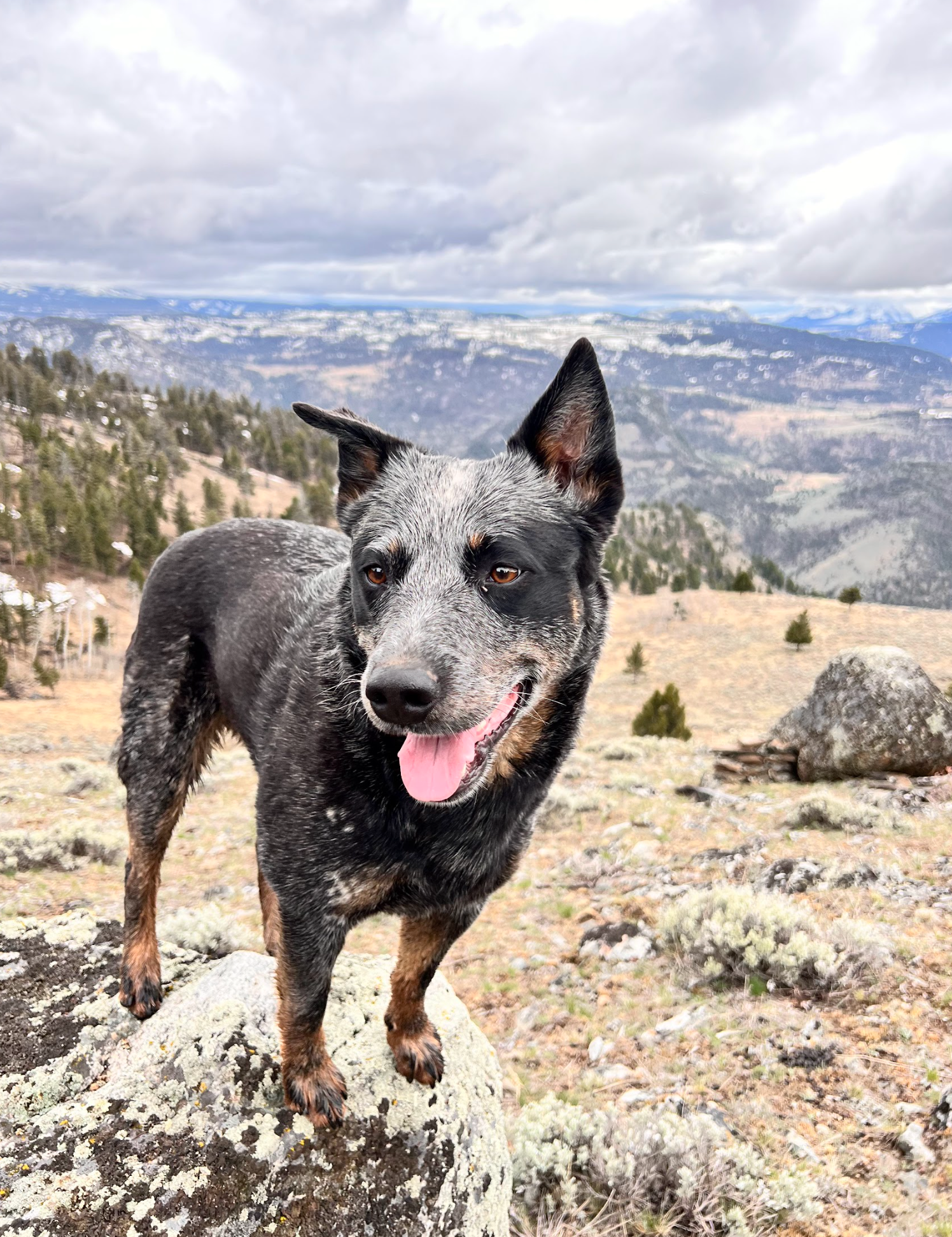 A black and brown dog is standing on a rock on top of a hill.