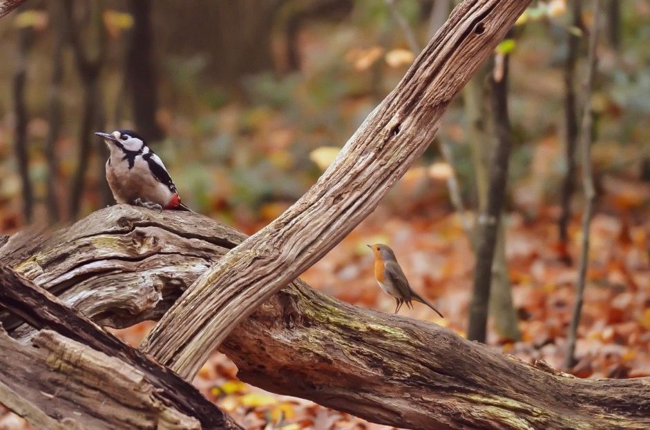 Vogels tezamen