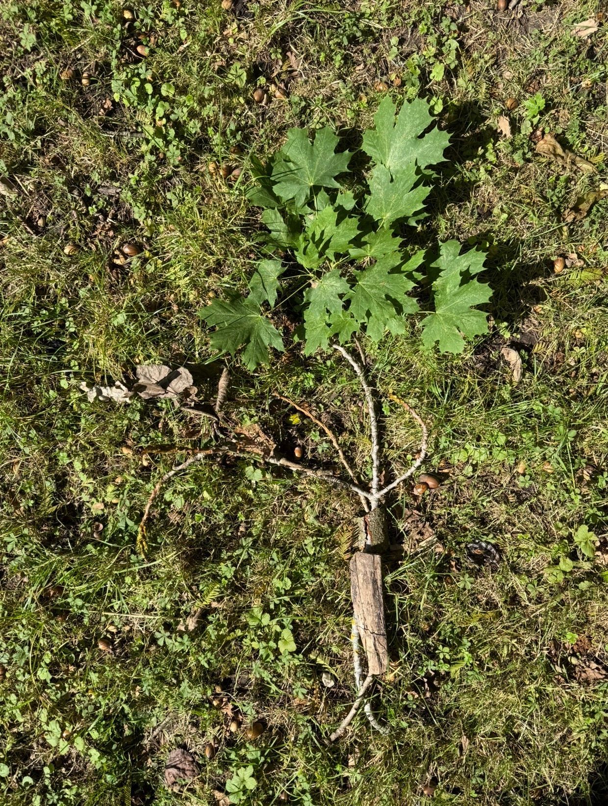 Uitbeelden in de natuur.