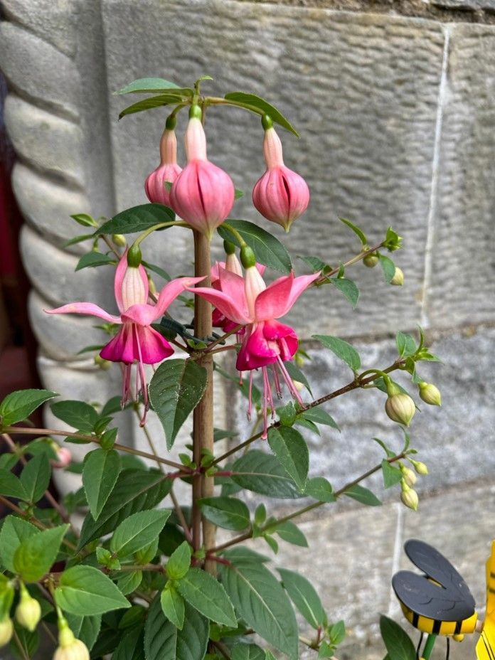 Pink fuchsia flowers blooming beside a stone wall, with green leaves and a small bird feeder below.