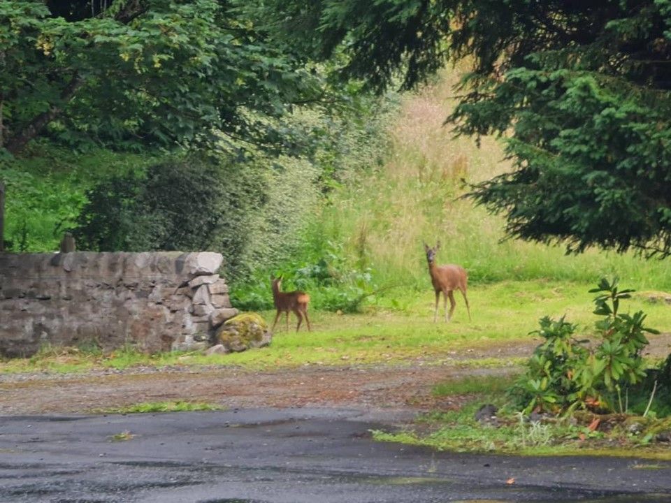 Two deer standing in a grassy clearing beside a stone wall under trees