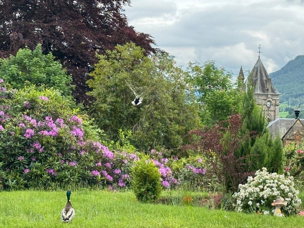 Lush garden with pink flowers, green trees, a duck in the grass, and a temple in the distant background