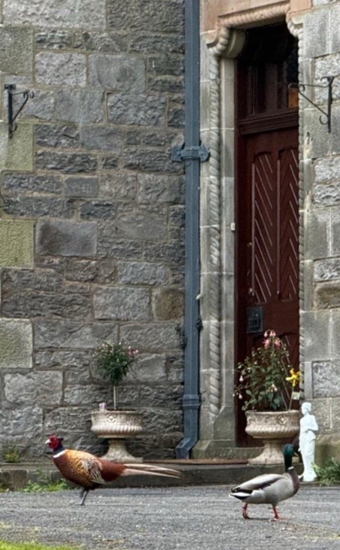Two ducks crossing a stone courtyard beside a rustic wooden doorway and stone wall.