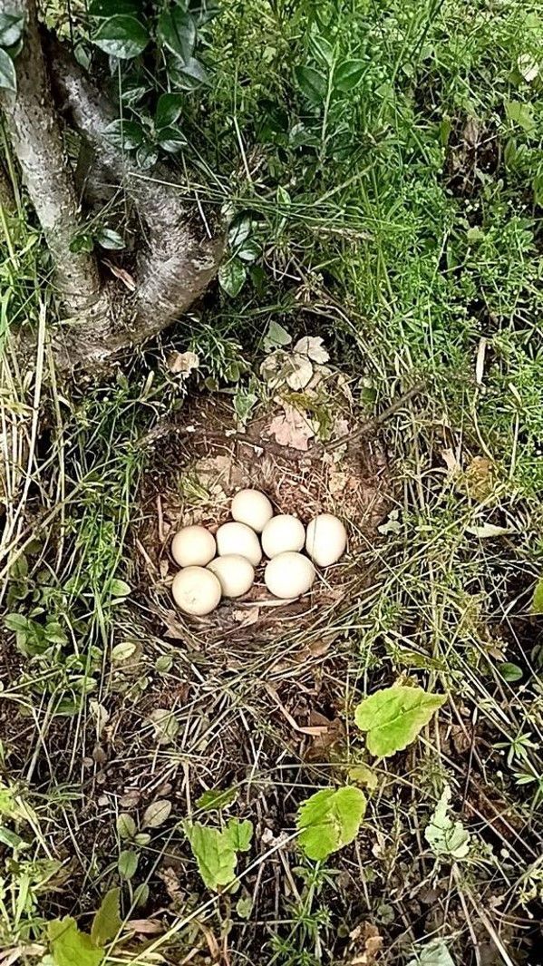 A cluster of white eggs in a nest on the forest floor beside a tree trunk.