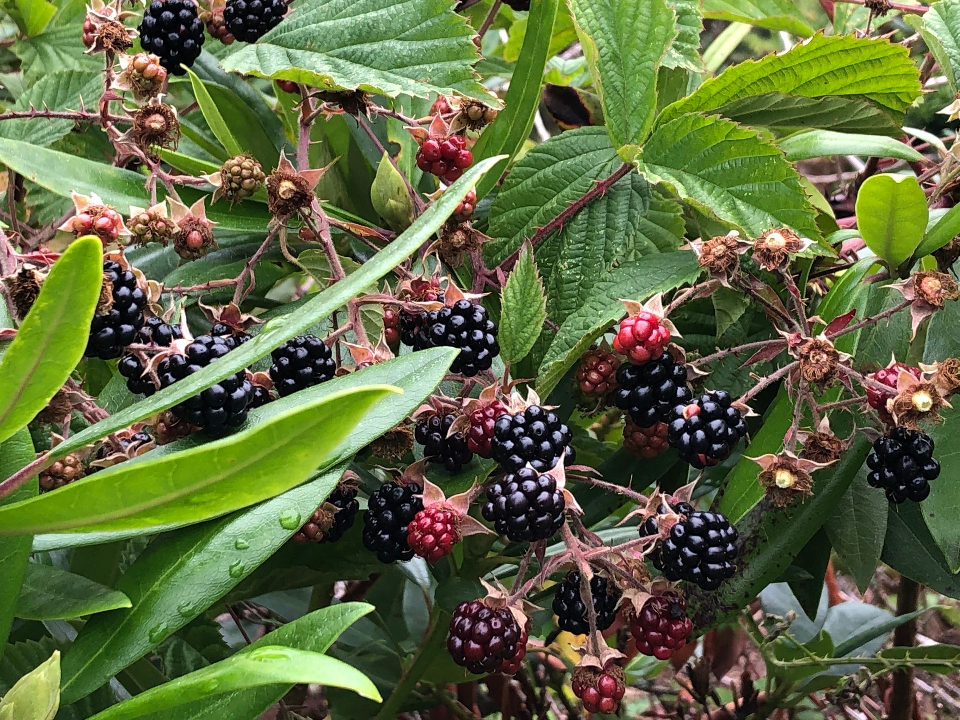 Blackberries growing on a leafy bush, with ripe dark berries and some red unripe clusters.