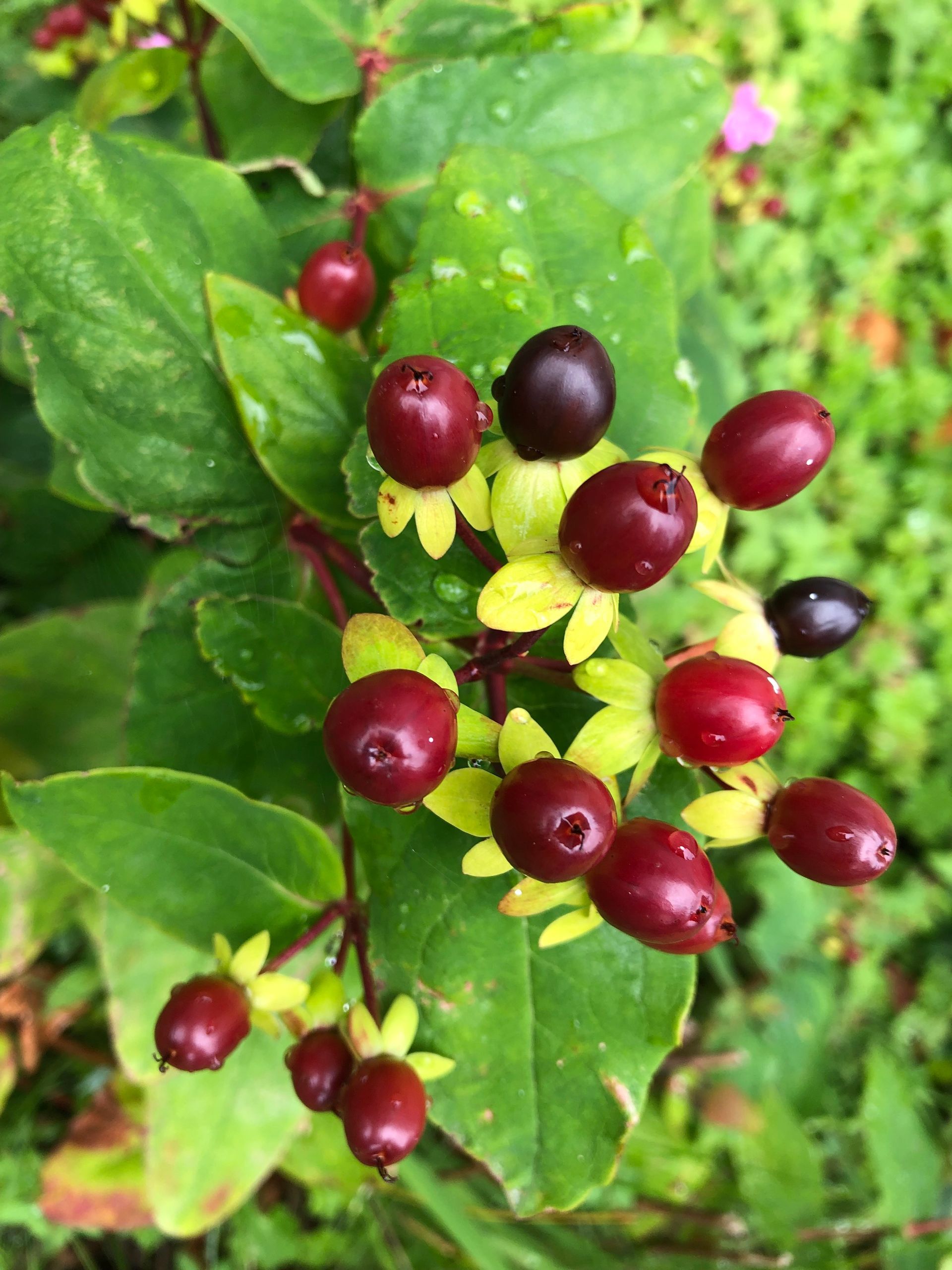 Cluster of red berries on a leafy green plant