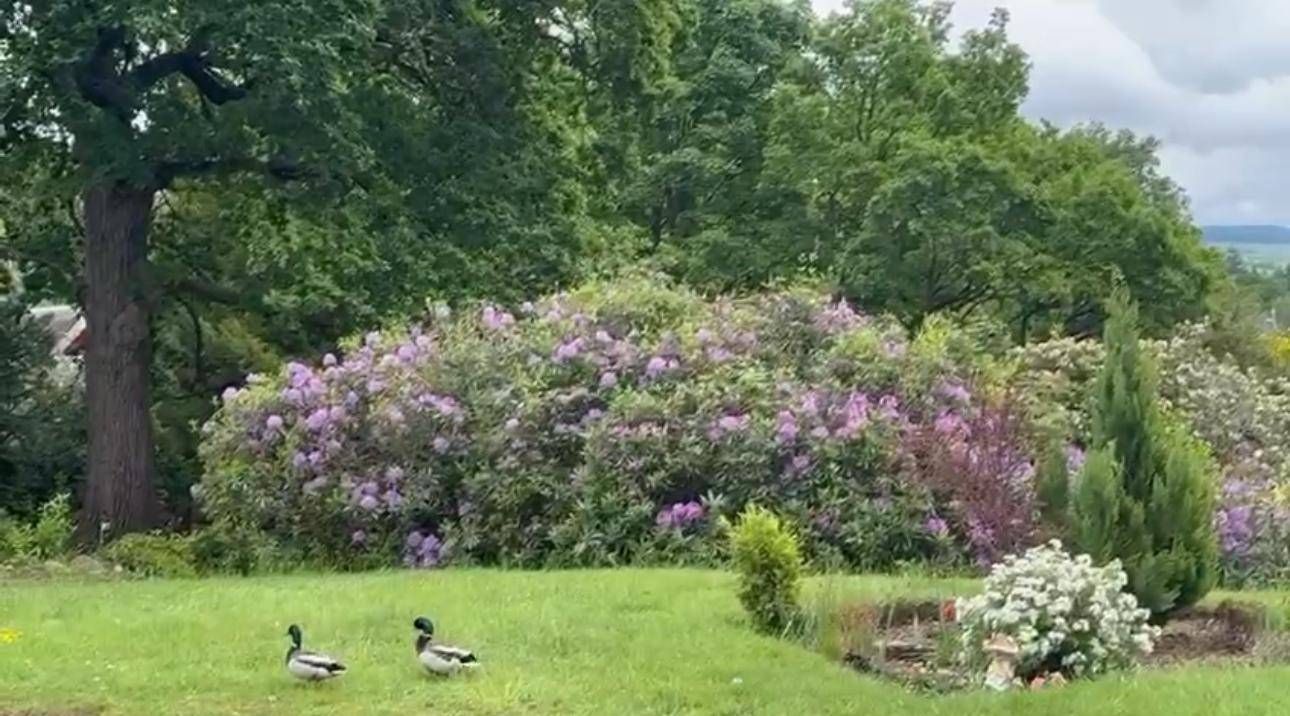 Two ducks on a green lawn beside purple flowering bushes and trees in a garden