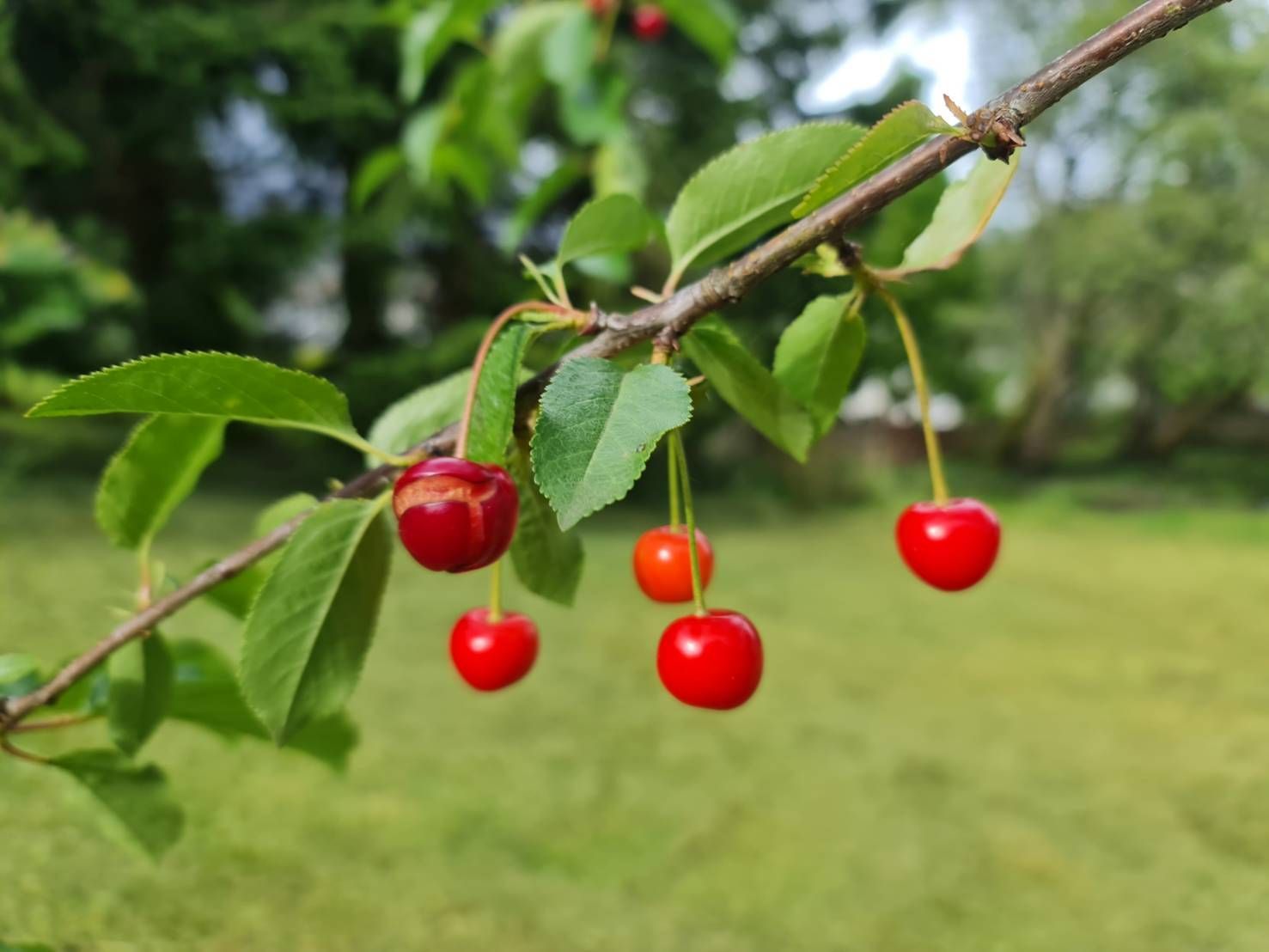Red cherries hanging from a leafy branch in a green orchard