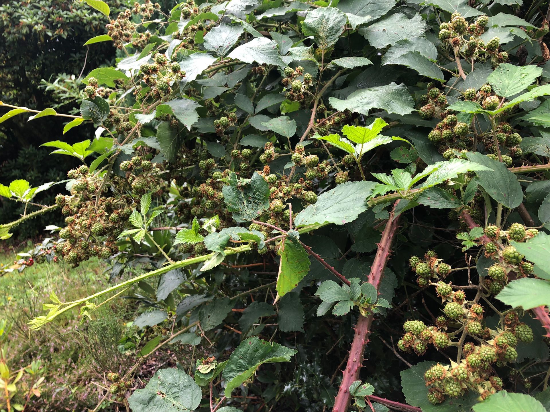 Dense green ivy with pinkish stems and small yellow flowers covering a wall or slope