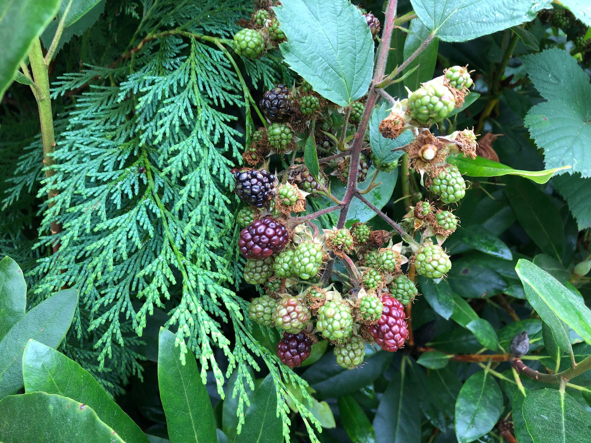 Cluster of ripe and unripe blackberries among green leaves and foliage