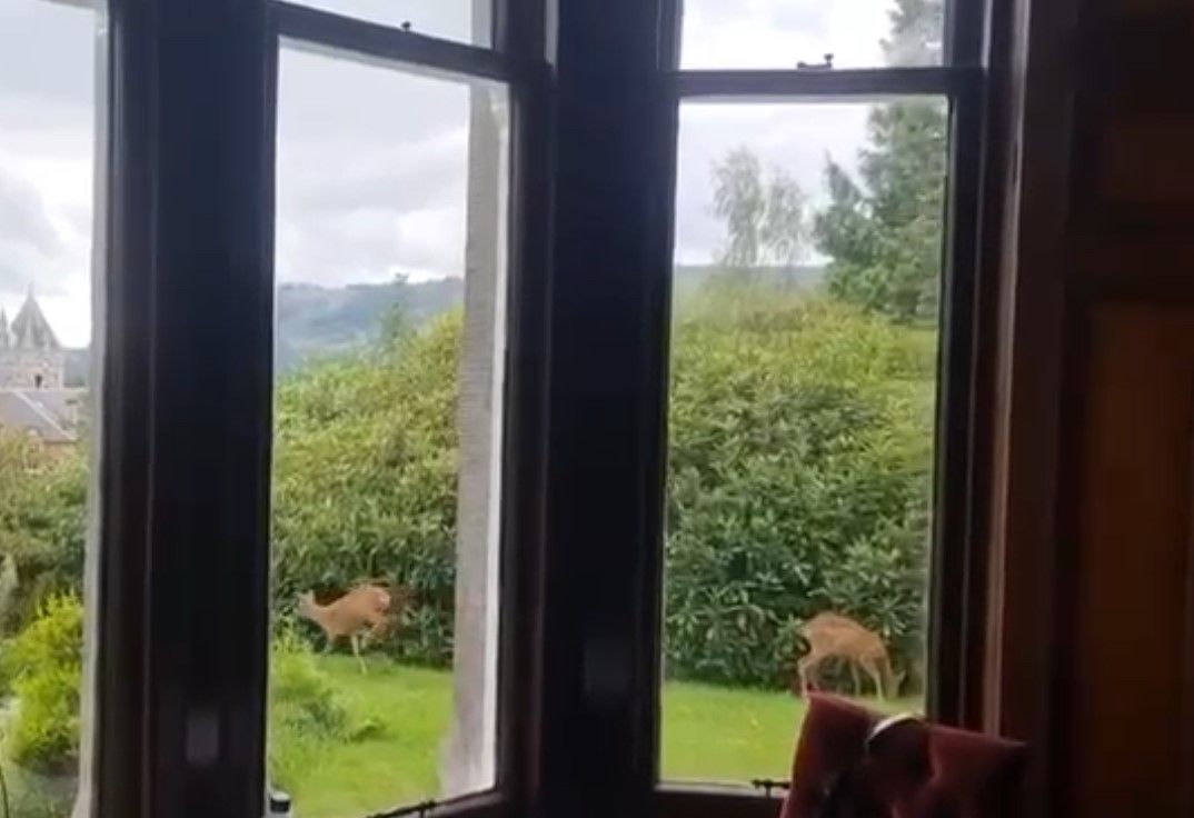 View through a window onto a green garden with two deer grazing near hedges and trees.