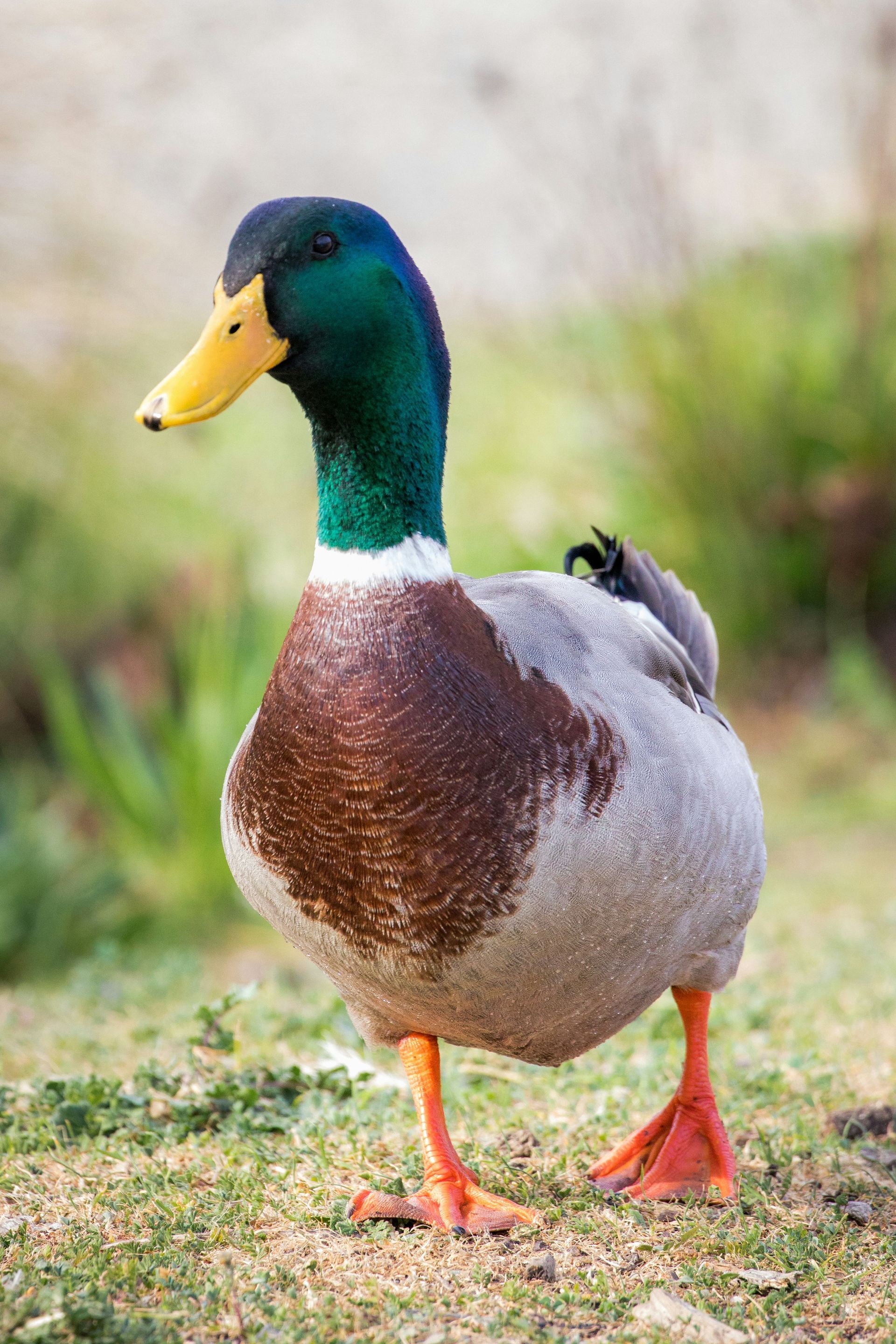 Mallard duck standing on grass, with a green head, yellow beak, and brown-gray body