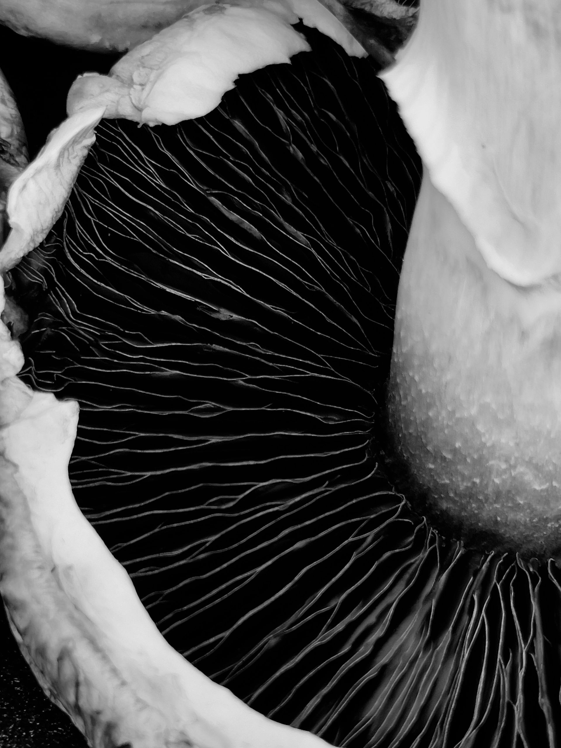 Close-up of a black-and-white mushroom cap with gills and a fuzzy white rim