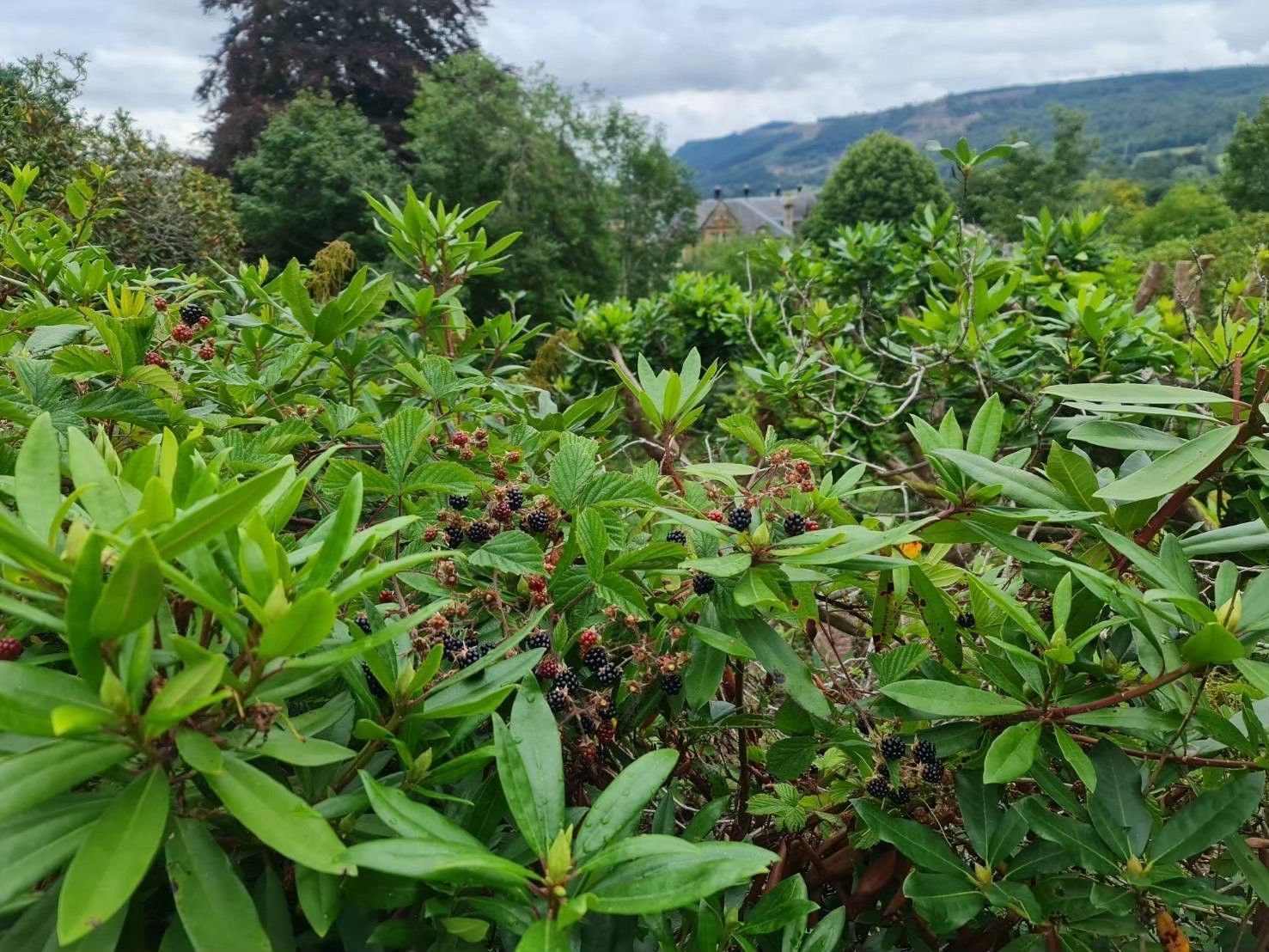 Dense green shrubs in a hillside landscape, cloudy skies at Wellwood MAnor Pitlochry the best place to stay in pitlochry