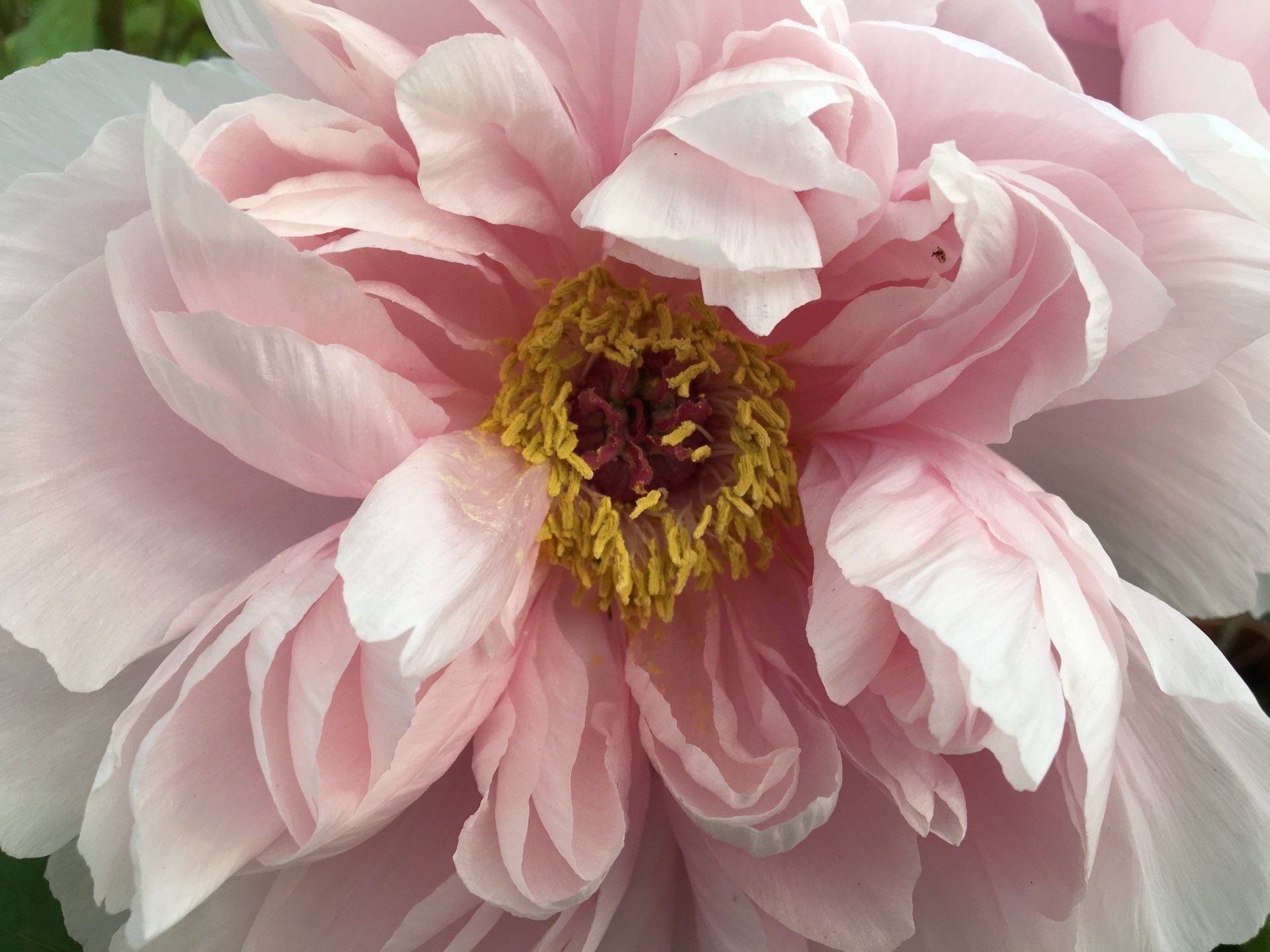 rosa Blüte