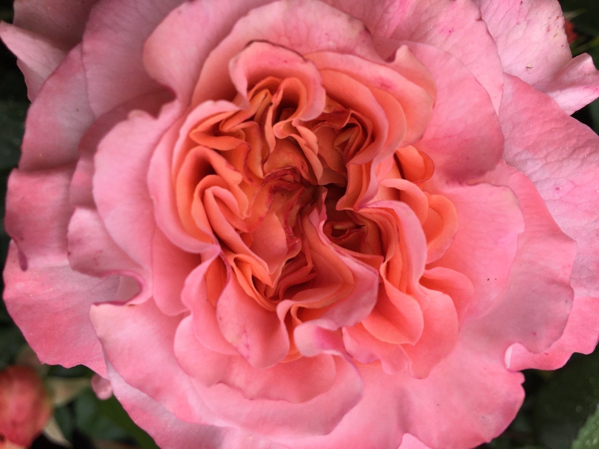 Blume
